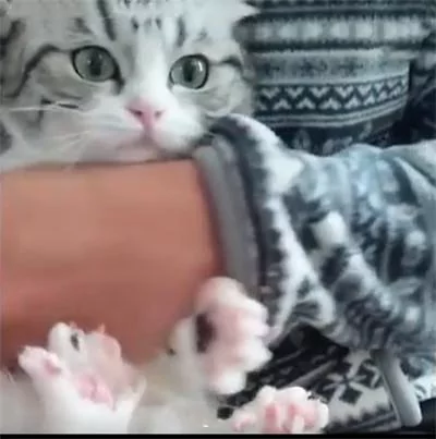 猫咪剪指甲时逃跑了 被逮回来时还一脸不爽 网友:太可爱了吧!
