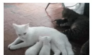 猫妈生下三只小奶猫 猫爸只宠爱一只 主人一看笑喷!