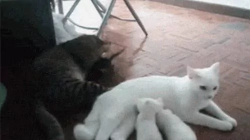 猫妈生下三只小奶猫 猫爸只宠爱一只 主人一看笑喷!