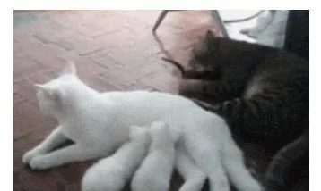 猫妈生下三只小奶猫 猫爸只宠爱一只 主人一看笑喷!