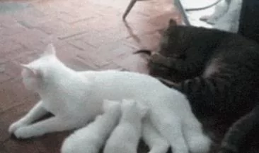 猫妈生下三只小奶猫 猫爸只宠爱一只 主人一看笑喷!