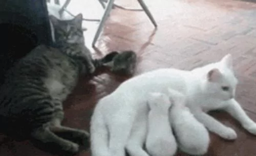 猫妈生下三只小奶猫 猫爸只宠爱一只 主人一看笑喷!