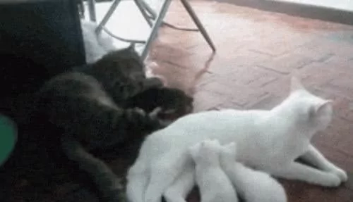 猫妈生下三只小奶猫 猫爸只宠爱一只 主人一看笑喷!