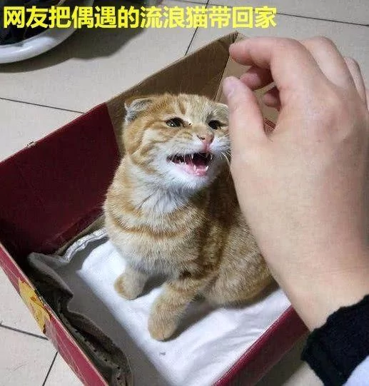 男子在楼下捡了只流浪猫 女友见后两眼发光:这种猫你也能捡到?