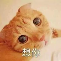 男子在楼下捡了只流浪猫 女友见后两眼发光:这种猫你也能捡到?