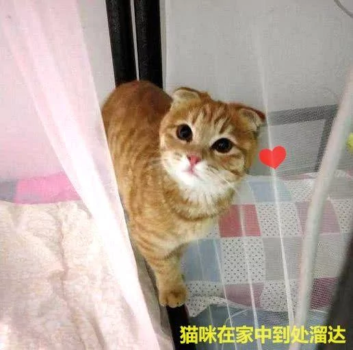 男子在楼下捡了只流浪猫 女友见后两眼发光:这种猫你也能捡到?