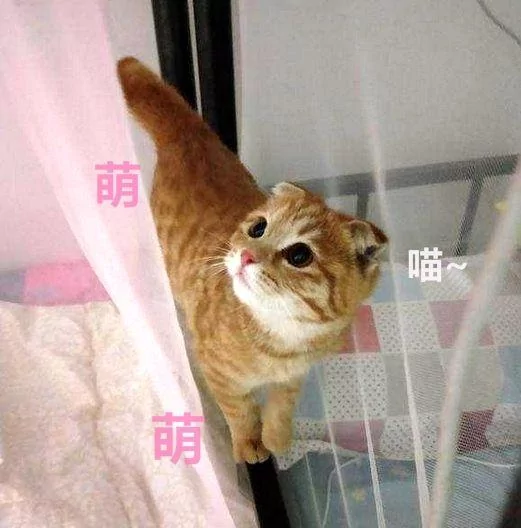 男子在楼下捡了只流浪猫 女友见后两眼发光:这种猫你也能捡到?