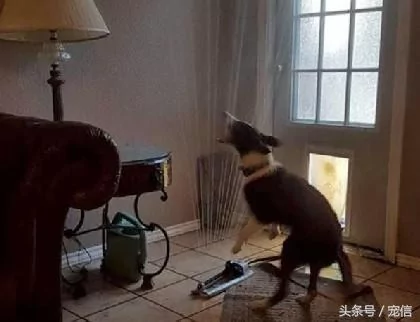 你们养的狗狗是小可爱 我养的狗狗却是大傻缺!