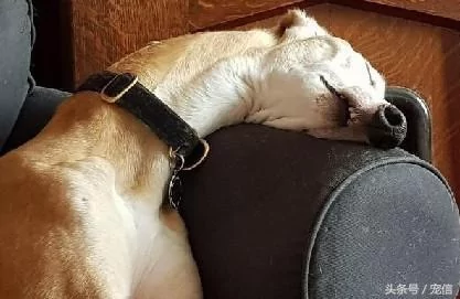 你们养的狗狗是小可爱 我养的狗狗却是大傻缺!