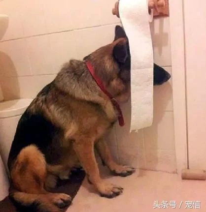 你们养的狗狗是小可爱 我养的狗狗却是大傻缺!