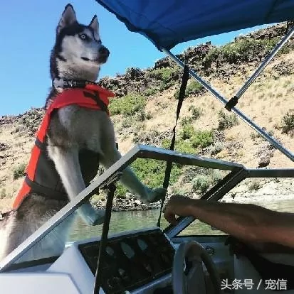 你们养的狗狗是小可爱 我养的狗狗却是大傻缺!