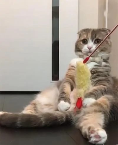 主人逗猫咪玩 但猫咪却反应冷淡 网友:胖是有原因的!