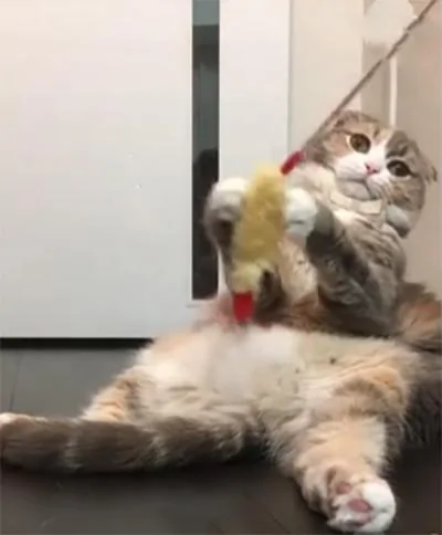 主人逗猫咪玩 但猫咪却反应冷淡 网友:胖是有原因的!