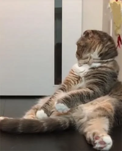 主人逗猫咪玩 但猫咪却反应冷淡 网友:胖是有原因的!