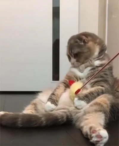 主人逗猫咪玩 但猫咪却反应冷淡 网友:胖是有原因的!