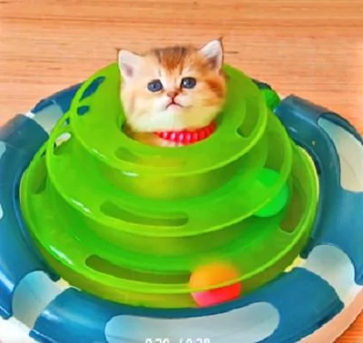 猫咪把新玩具当成了自己的窝 钻进去卡住 出不来了!