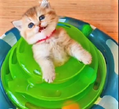 猫咪把新玩具当成了自己的窝 钻进去卡住 出不来了!