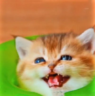猫咪把新玩具当成了自己的窝 钻进去卡住 出不来了!