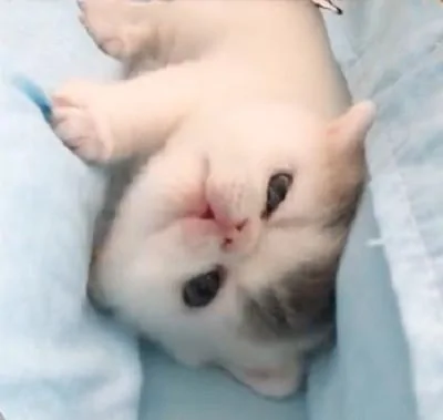 猫咪掉到“沟里”了 翻不了身 爬不出来 好着急啊!