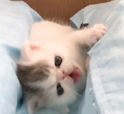 猫咪掉到“沟里”了 翻不了身 爬不出来 好着急啊!