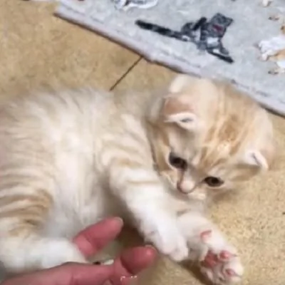 猫咪前一秒在和主人玩 下一秒就睡死了 弄不醒啊!