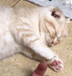 猫咪前一秒在和主人玩 下一秒就睡死了 弄不醒啊!