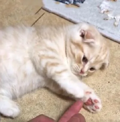 猫咪前一秒在和主人玩 下一秒就睡死了 弄不醒啊!