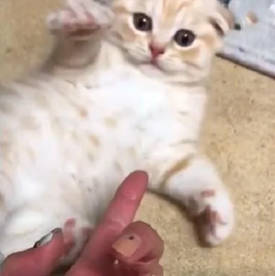 猫咪前一秒在和主人玩 下一秒就睡死了 弄不醒啊!