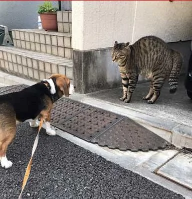 汪汪想和猫咪打个招呼 谁知道猫咪直接炸毛了 汪汪:好可怕!