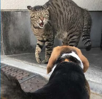 汪汪想和猫咪打个招呼 谁知道猫咪直接炸毛了 汪汪:好可怕!