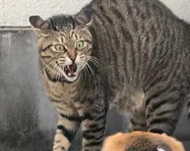 汪汪想和猫咪打个招呼 谁知道猫咪直接炸毛了 汪汪:好可怕!