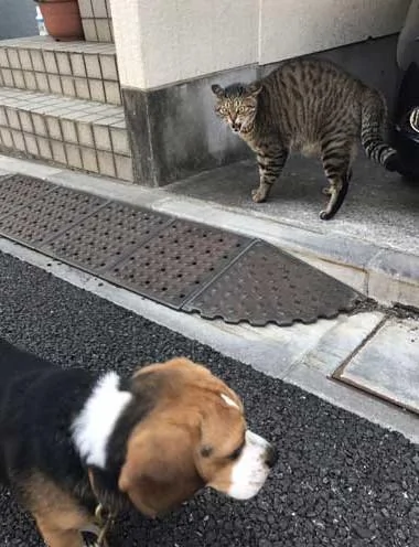 汪汪想和猫咪打个招呼 谁知道猫咪直接炸毛了 汪汪:好可怕!