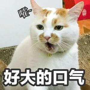 包里的钱莫名消失 正一筹莫展 却看到了猫咪这样的举动