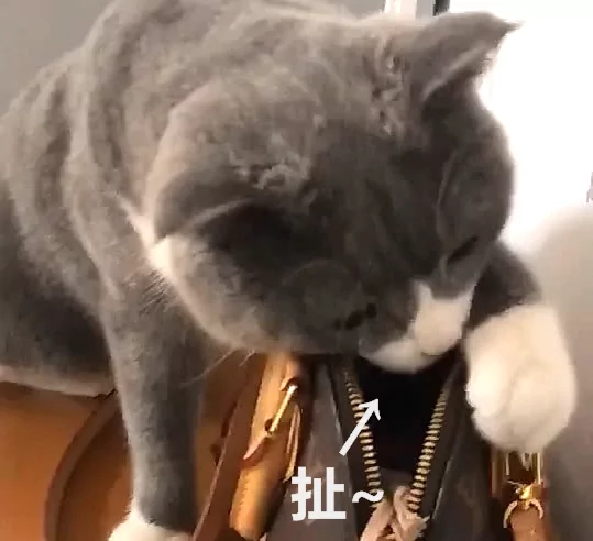 包里的钱莫名消失 正一筹莫展 却看到了猫咪这样的举动