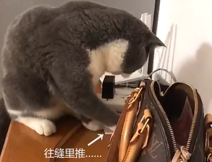 包里的钱莫名消失 正一筹莫展 却看到了猫咪这样的举动