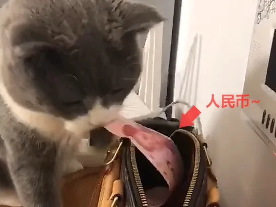 包里的钱莫名消失 正一筹莫展 却看到了猫咪这样的举动