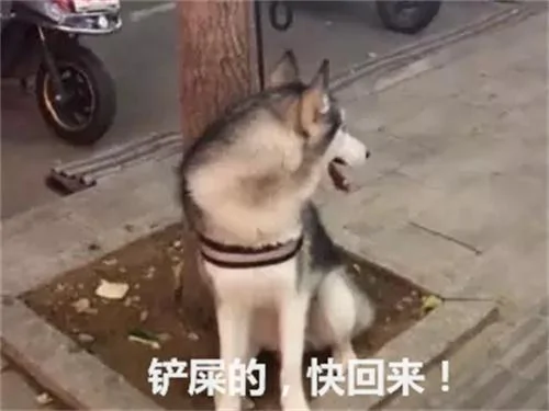 主人去逛超市 将二哈拴在树上 定睛一看笑出猪叫声