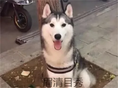 主人去逛超市 将二哈拴在树上 定睛一看笑出猪叫声