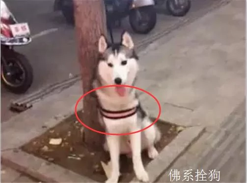 主人去逛超市 将二哈拴在树上 定睛一看笑出猪叫声