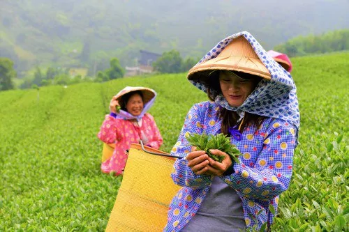 阿里山1314观景台 传达一生一世的爱恋