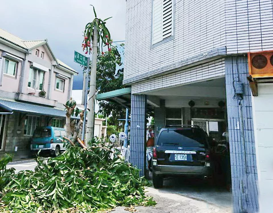 台湾一电线杆“长出”15颗火龙果 原因竟是这个