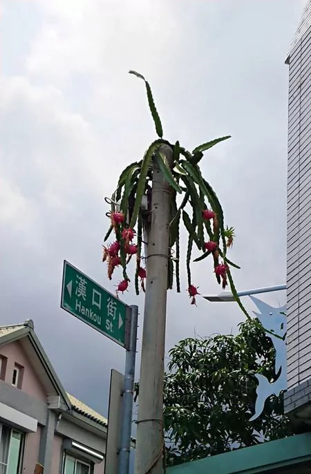 台湾一电线杆“长出”15颗火龙果 原因竟是这个