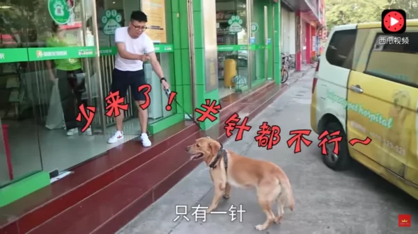 狗狗怕打针,到了门口竟耍赖不肯进去!主人硬拉笑翻网友:根本戏精!