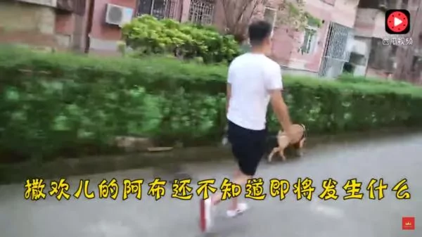 狗狗怕打针,到了门口竟耍赖不肯进去!主人硬拉笑翻网友:根本戏精!