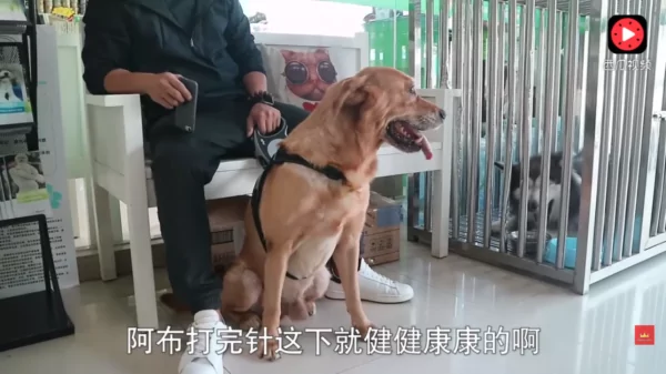 狗狗怕打针,到了门口竟耍赖不肯进去!主人硬拉笑翻网友:根本戏精!