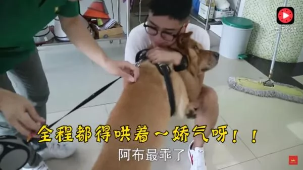 狗狗怕打针,到了门口竟耍赖不肯进去!主人硬拉笑翻网友:根本戏精!