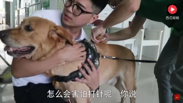 狗狗怕打针,到了门口竟耍赖不肯进去!主人硬拉笑翻网友:根本戏精!