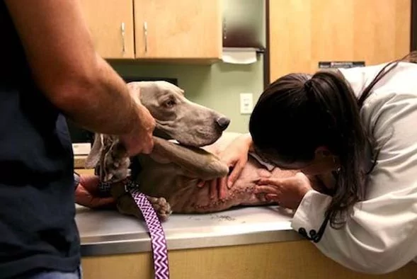 猎犬长出“巨型肉球”惨遭抛弃 新主人将其治疗后原主人立即找上门!