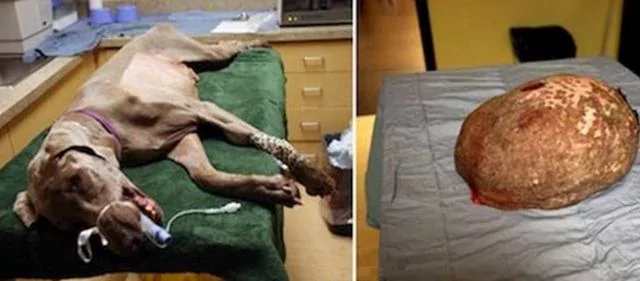 猎犬长出“巨型肉球”惨遭抛弃 新主人将其治疗后原主人立即找上门!