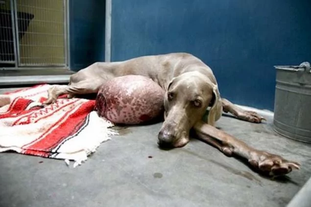 猎犬长出“巨型肉球”惨遭抛弃 新主人将其治疗后原主人立即找上门!